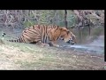 Cubs Meet Adult Tiger For The First Time | Tigers About The House | BBC || WILD ANIMALS 999 ||
