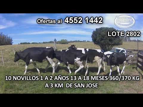 Lote 10 Novillos 1 a 2 años 10 HO 360/ 370 Kgkg -  en Tala de Corrales- A 3 Km de San José