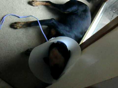 How to lick peanut butter from the inside of a collar. Starring: Peyton.