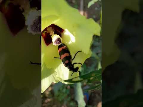 #laydy finger beetle #viral beetle 🪲 #WithPnpEd #today #osho