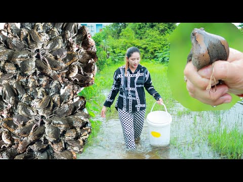 "Bullfrog Season" Bullfrog come out in rainy day | How to cook "Bullfrog" recipe | Bullfrog cooking