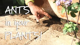 Get Gardening: Ants in your Plants!