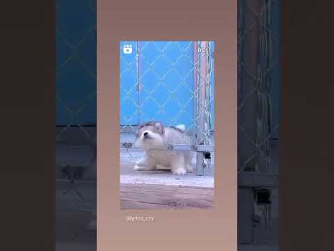 💗My cute Chowchow dog .... 🐕❤️....#short video.........