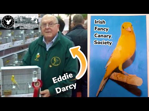 The History of the Irish Fancy Canary - Eddie Darcy | Natives & Norwich Zoom Room