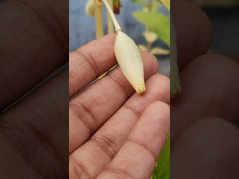 Seed picking from balsam plant #shortsvideo 🪴