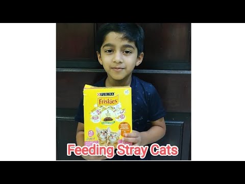 Feeding stray Cats||Kids corner by Hadi