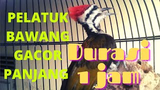 Download lagu Pelatuk bawang gacor panjang full 1 jam//masteran burung pelatuk mp3
