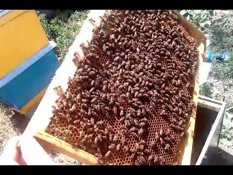 НОВАЯ УСТАНОВКА И НОВЫЙ РОЙ-как поймать бродячий рой пчел