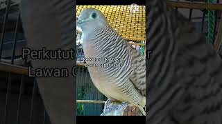 Download lagu Pancingan Perkutut Lokal Gacor Lawan Cepat nyaut mp3