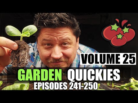 How To Grow An Onion From An Onion Bottom 2019