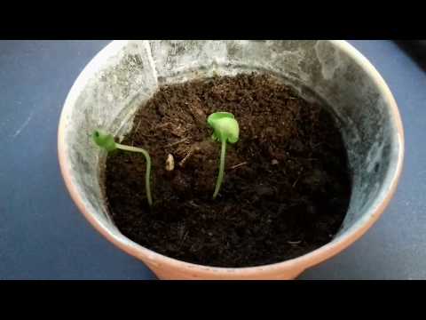 Anzucht Tipps für den Granatapfel