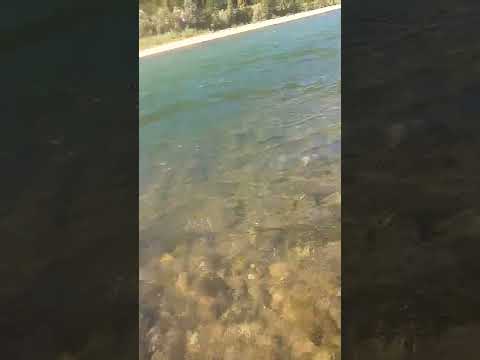 PECANJE MRENE NA TRAVU, REKA DRINA @