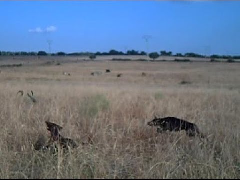 CAZA de CODORNIZ. Kai y Ying «Vintage»(IV) – bonviedro.com