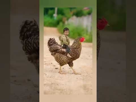 Hane #chicken #funny #hen