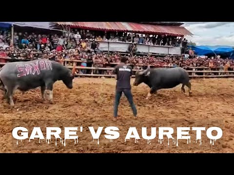 Paling Ditunggu!! Aureto vs Kampa Gare