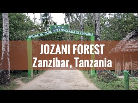 image-What to do in Jozani forest?