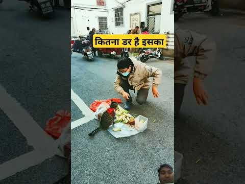 kitna dar hai #pets #funny #cute #cat #doglover