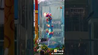Download lagu Sereia aquática mp3