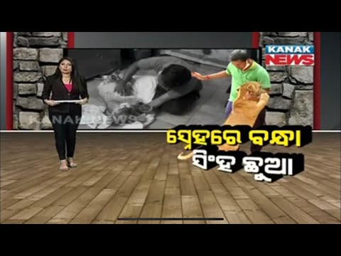 Damdar Khabar: Wild Lioness Barsha Fond For Human Love