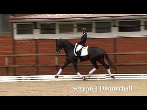 Sezuan's Donnerhall by Sezuan/Sir Donnerhall I