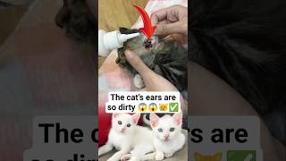 The cat’s ears are so dirty #CatCare #CatEarCleaning #PetCare #HealthyCat #CatHealth #PetHygiene