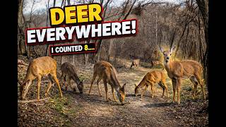They Kept Multiplying Before My Eyes… Trail Cam