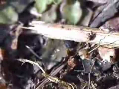 Hispa atra trnáč černý