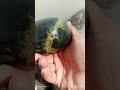 beautiful green thunderegg