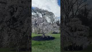 It s cherry blossom time at Ault Park in Cincinnati, Ohio... #Shorts #consistentlycurious