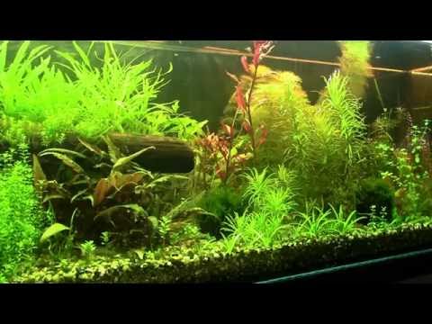 🐟Akwarium 375L Update🐟