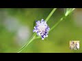 ハーン & ハウシュカ：ゴドー 2011