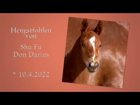 Nr 21 HF von Shu Fu x Don Darius
