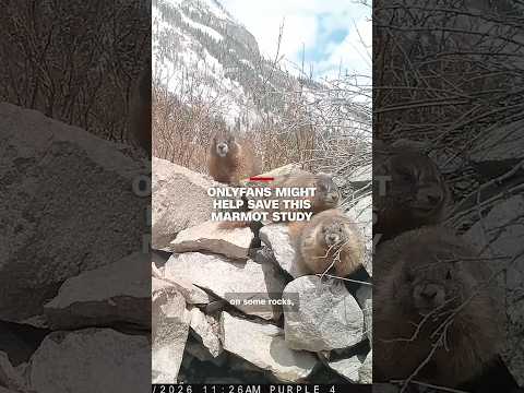 OnlyFans might help save this marmot study
