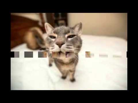 Funny Cat Song Video
