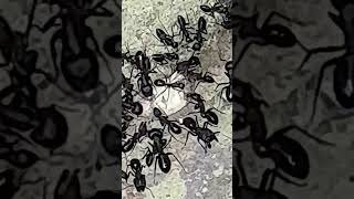Download lagu Giant Black Ants #scary #insect #reels #instagram #ytshorts #shortsfeed #shorts #yt #animalarena365 mp3