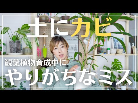 観葉植物の土の緑の葉の白カビ 重曹処理