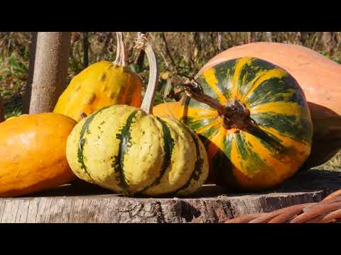 Svet baštovanstva ep. 140 04.12.2020. Beli luk, muskatna tikva, ljubičasti brokoli