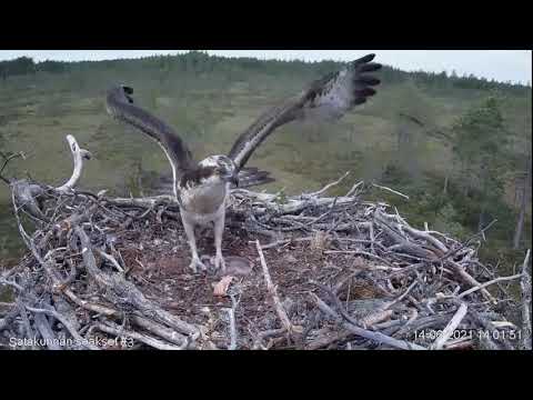 Unseen intruder at Satakunta Osprey nest 3 - chick gets trampled by Nuppu, no harm done 14 Jun 2021