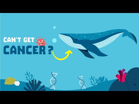 Why Don’t Blue Whales Get Cancer?