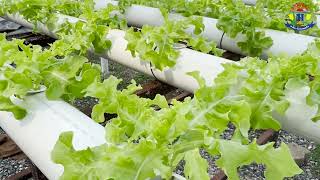 วีดีทัศน์ โครงการสร้างนวัตกรรมปลูกผักไฮโดรโพนิกส์แบบอัจฉริยะ โรงเรียนเทพศิริทร์ เชียงใหม่