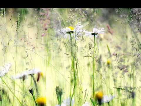 Tạ ơn - Nguyễn Hữu Nghĩa