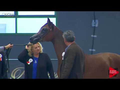 N.38 ACHILLES DOMITIA - Milan 2018 - Yearling Colts (Class 4B)