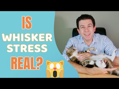 Should your cat be worried about Whisker Stress?