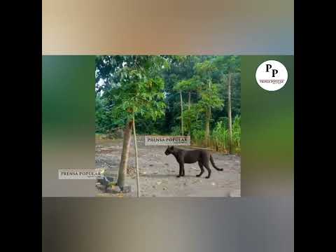 REPORTAN AVISTAMIENTO DE PRESUNTA PANTERA EN CANTÓN SALACHÉ