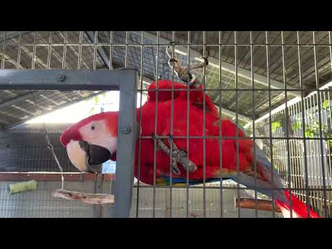 QUE HACE mi guacamaya roja cuando está abierta su jaula, scarlet macaw