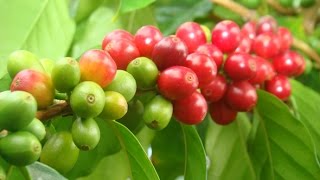 Coffee – Ethiopia’s ultimate gift to the world.