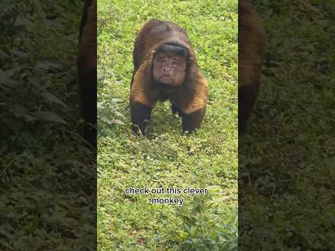 Capuchin Monkey Facts 🐒 | The Smartest Monkey in South America #shorts