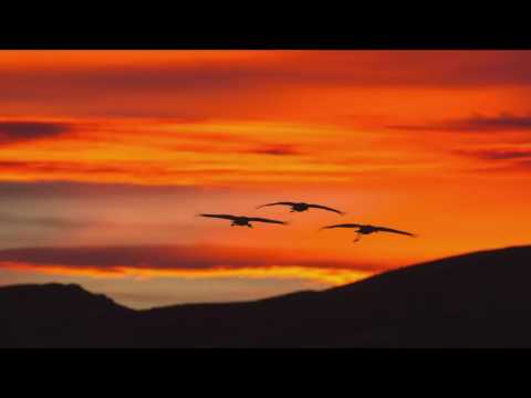 CINK Y KHARLOVY  - Leçon de Vie