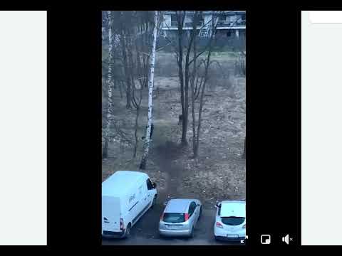 Poranny spacer z psem w Krakowie