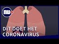 Dit doet het coronavirus met je longen | NU.nl